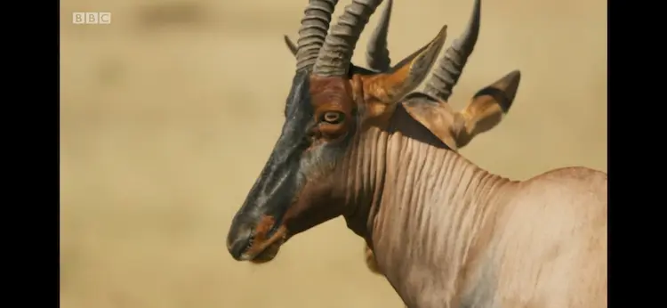 Topi (Damaliscus lunatus jimela) as shown in Seven Worlds, One Planet - Africa